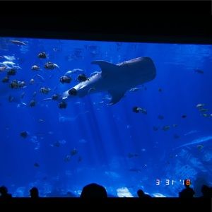 Meet your Posher, Gillian